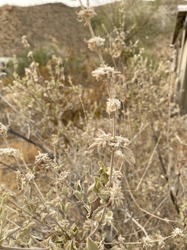 iNaturalist observation photo of desert lavender