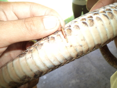 Trimorphodon biscutatus