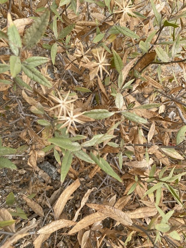 iNaturalist observation photo of American threefold