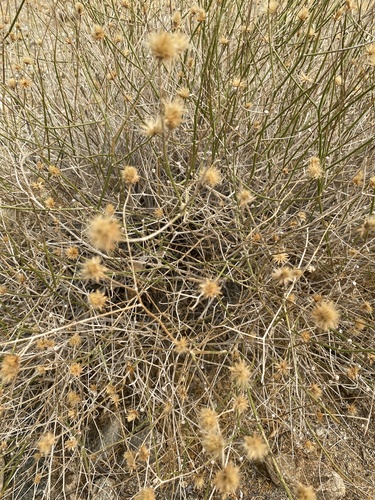 iNaturalist observation photo of Sweetbush