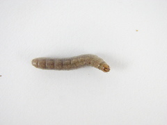 Euxoa ochrogaster