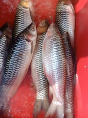 Leptobarbus hoevenii