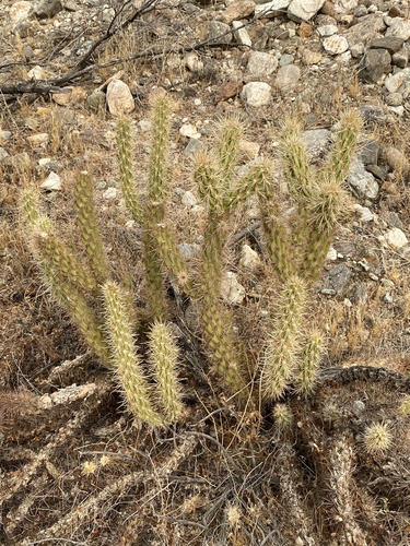 iNaturalist observation photo of Gander's cholla