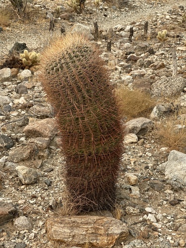 iNaturalist observation photo of California Barrel Cactus