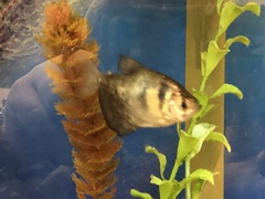 Gymnocorymbus ternetzi