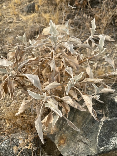 iNaturalist observation photo of Brittlebush
