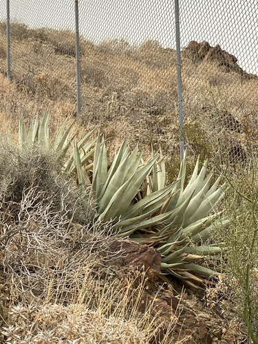iNaturalist observation photo of desert agave