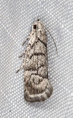 Lichenaula onychodes