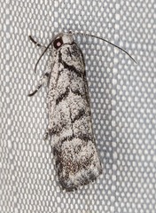 Lichenaula onychodes