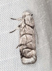 Lichenaula onychodes