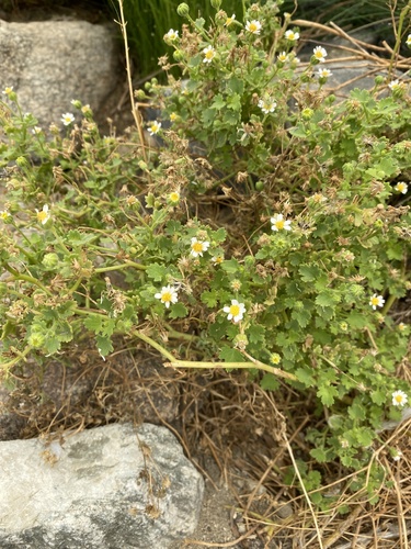 iNaturalist observation photo of Emory's rockdaisy
