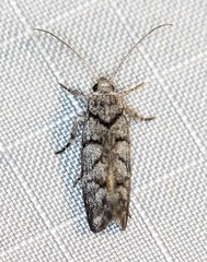 Lichenaula onychodes