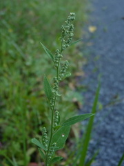 Chenopodium standleyanum