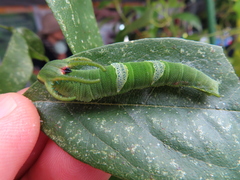 Polyura