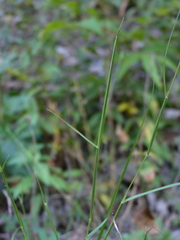 Sporobolus neglectus
