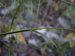 Sporobolus neglectus