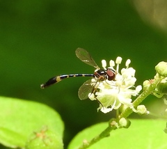 Fragosa