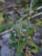 Sporobolus neglectus
