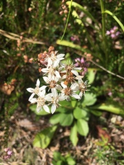 Sericocarpus asteroides