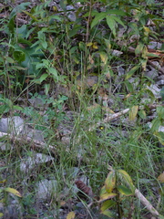 Sporobolus neglectus