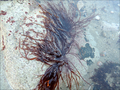 Gracilariopsis longissima