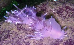 Dendronotus iris