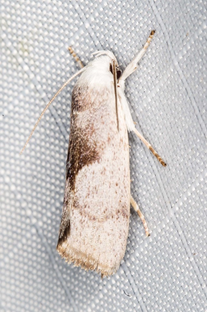 Xylorycta apheles
