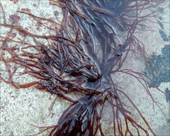 Gracilariopsis longissima