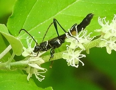 Odontocera aurocincta