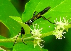 Odontocera aurocincta