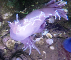 Dendronotus iris