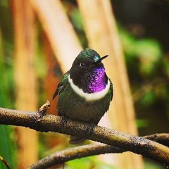 Heliangelus amethysticollis