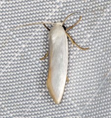 Xylorycta argentella