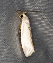 Xylorycta argentella