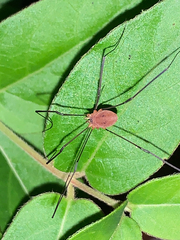 Leiobunum bracchiolum