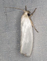 Xylorycta argentella