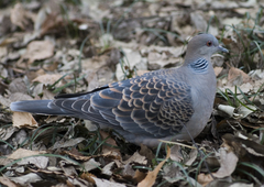 Streptopelia orientalis