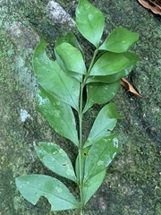 Buxus natalensis