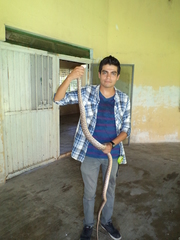 Trimorphodon biscutatus