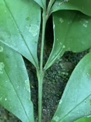Buxus natalensis