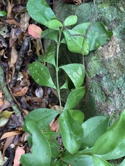 Buxus natalensis