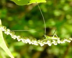 Neobarrettia sinaloae