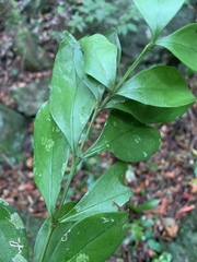 Buxus natalensis