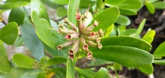 Lumnitzera littorea