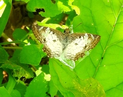 Antigonus emorsa