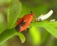 Ambracius