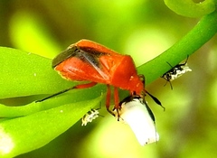 Ambracius