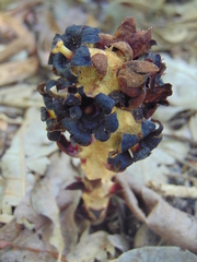 Bdallophytum americanum