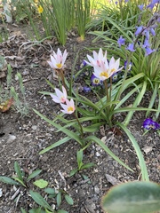 Tulipa saxatilis