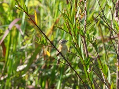 Polystictus pectoralis